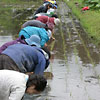 お田植え